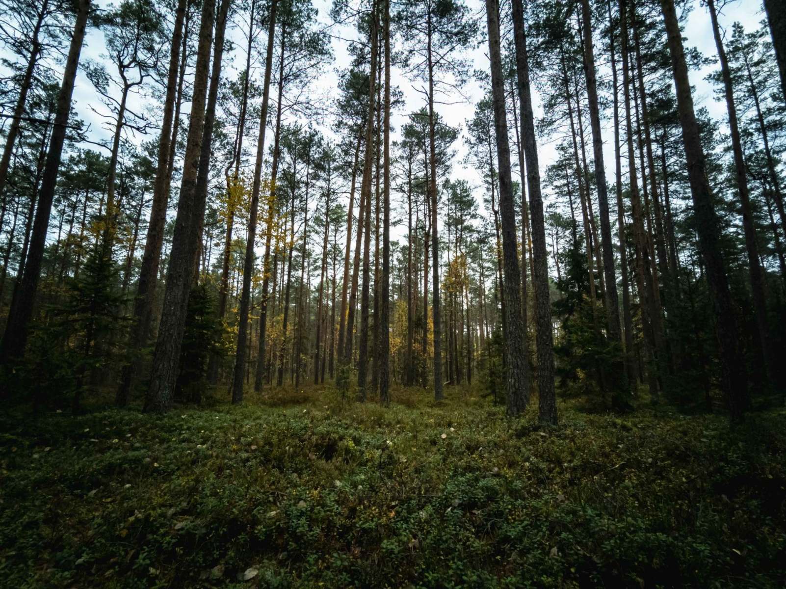 european forest wild nature supporting health and wellbeing through outdoor connection