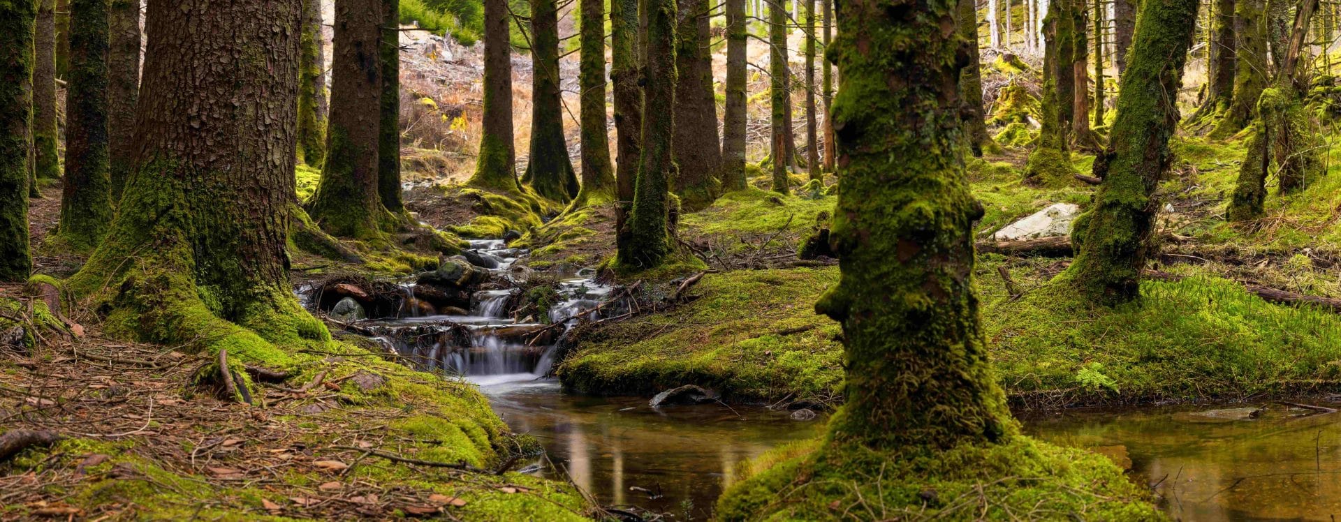 Natural outdoor environment supporting health and wellbeing coaching in London